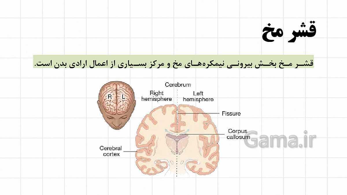 پاورپوینت آموزشی فصل 4: تنظیم عصبی | علوم هشتم- پیش نمایش