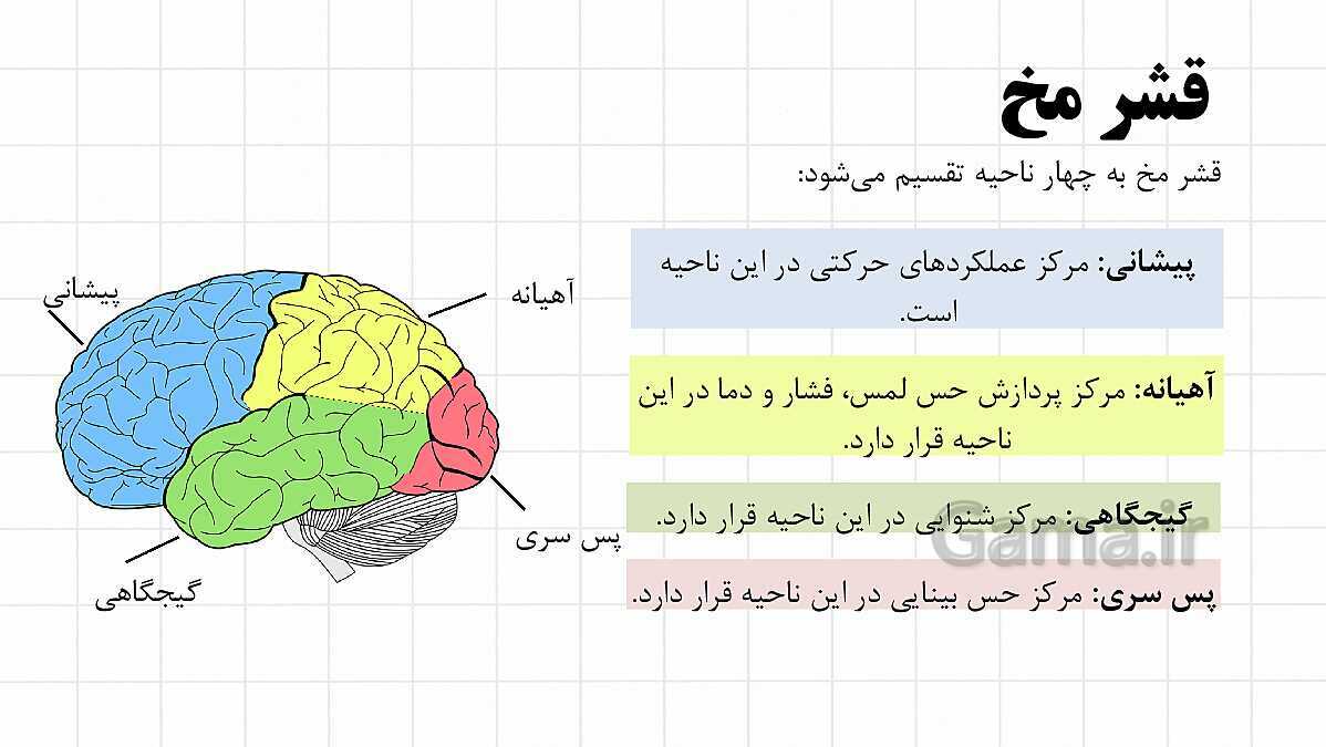 پاورپوینت آموزشی فصل 4: تنظیم عصبی | علوم هشتم- پیش نمایش