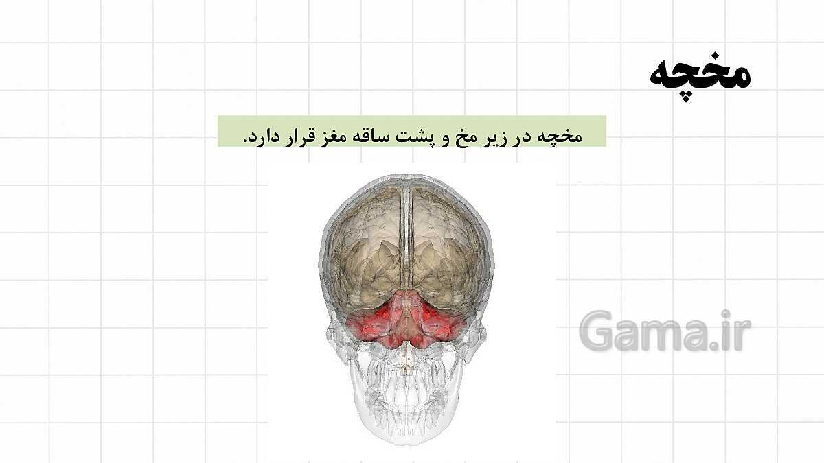 پاورپوینت آموزشی فصل 4: تنظیم عصبی | علوم هشتم- پیش نمایش