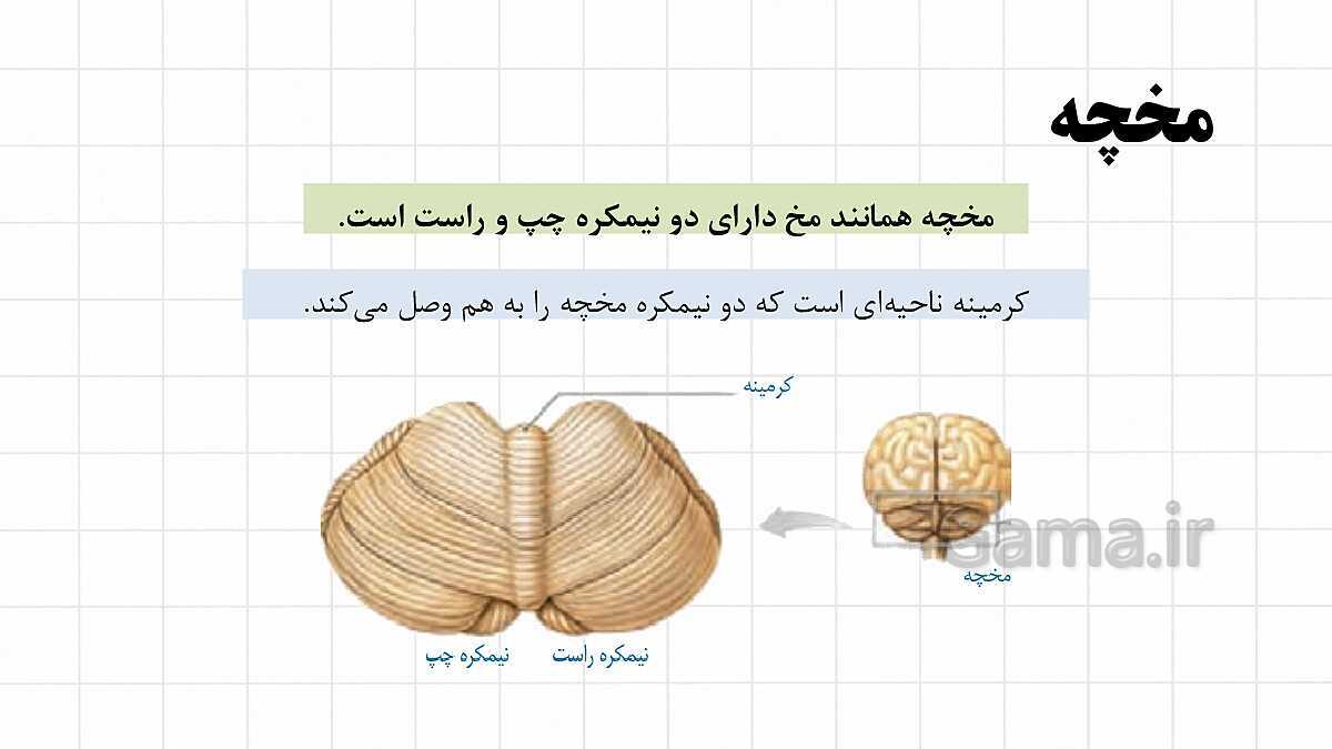 پاورپوینت آموزشی فصل 4: تنظیم عصبی | علوم هشتم- پیش نمایش