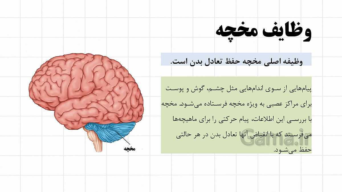 پاورپوینت آموزشی فصل 4: تنظیم عصبی | علوم هشتم- پیش نمایش