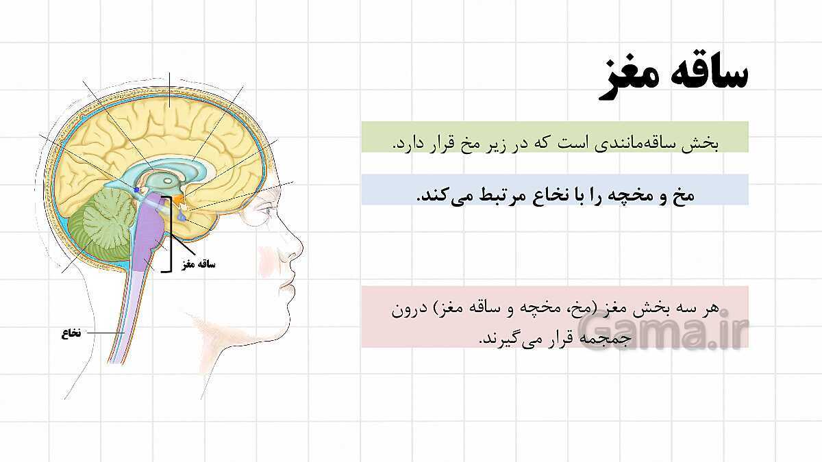 پاورپوینت آموزشی فصل 4: تنظیم عصبی | علوم هشتم- پیش نمایش