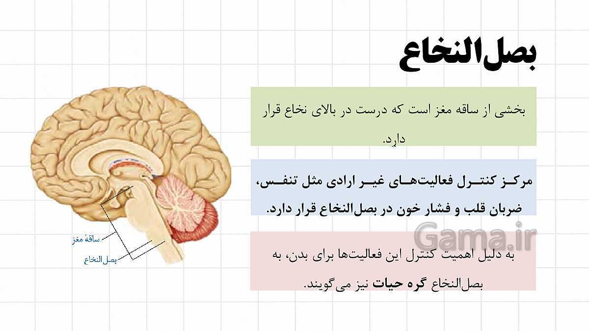 پاورپوینت آموزشی فصل 4: تنظیم عصبی | علوم هشتم- پیش نمایش