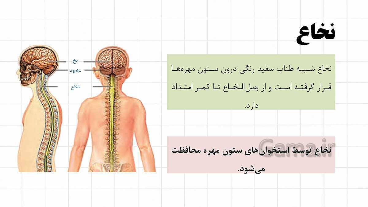 پاورپوینت آموزشی فصل 4: تنظیم عصبی | علوم هشتم- پیش نمایش