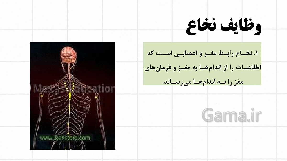 پاورپوینت آموزشی فصل 4: تنظیم عصبی | علوم هشتم- پیش نمایش