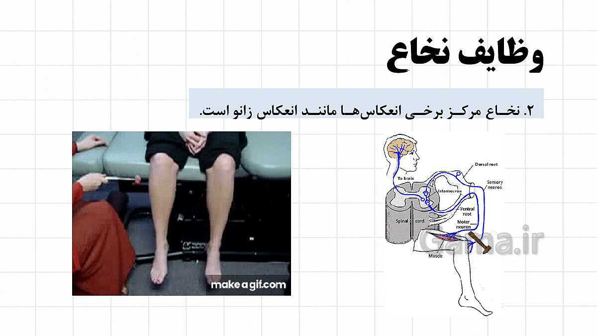 پاورپوینت آموزشی فصل 4: تنظیم عصبی | علوم هشتم- پیش نمایش