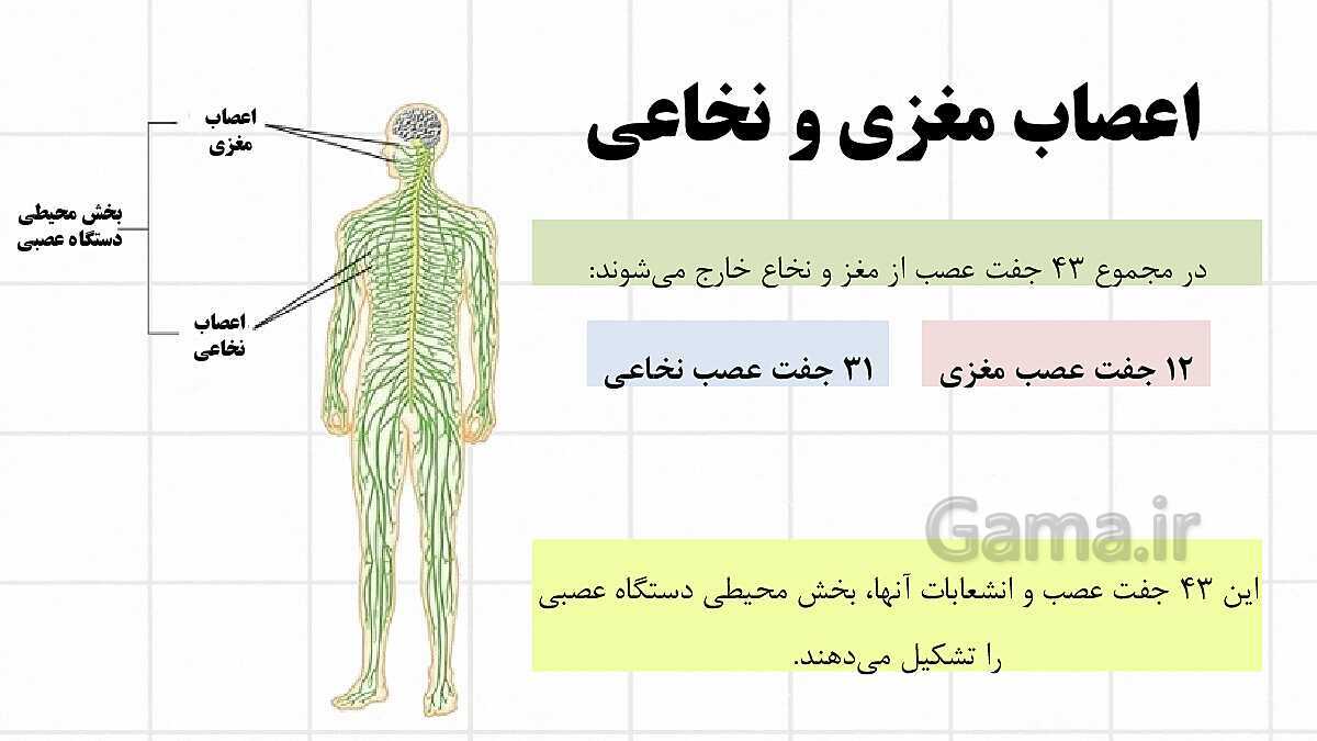 پاورپوینت آموزشی فصل 4: تنظیم عصبی | علوم هشتم- پیش نمایش