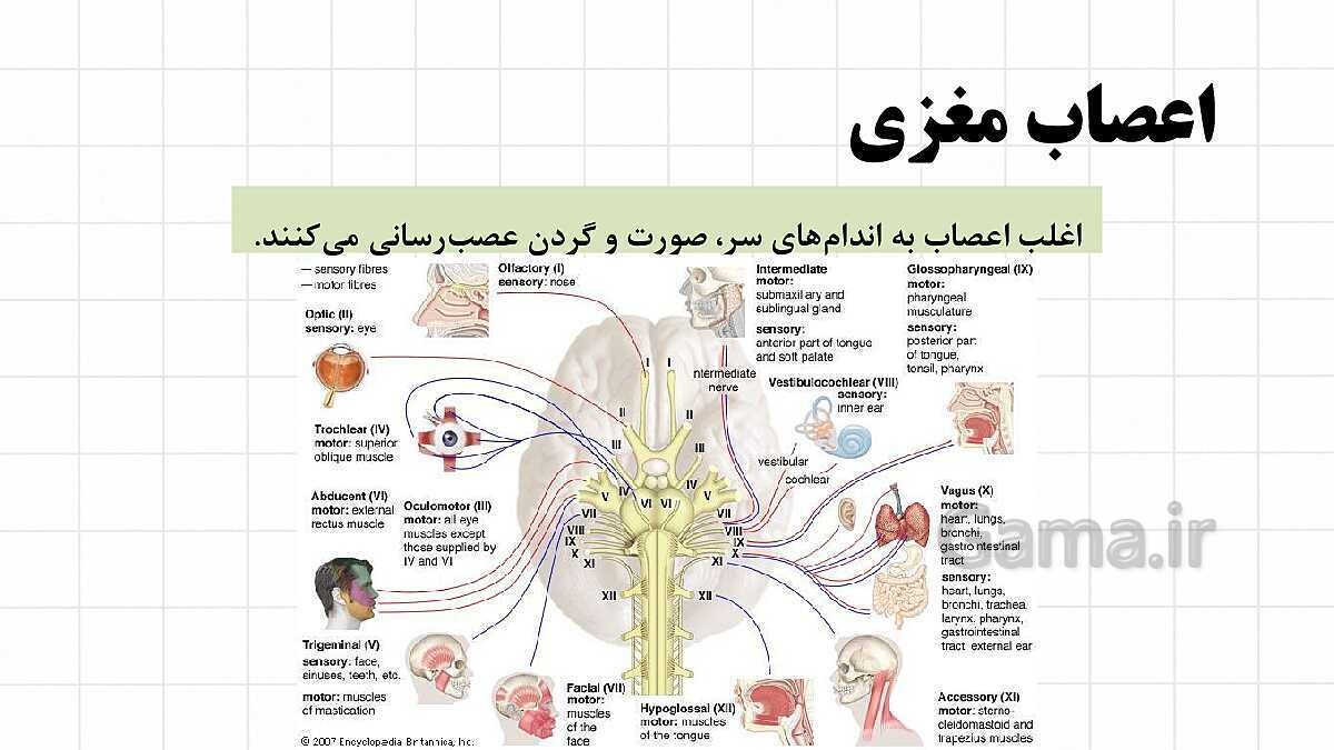 پاورپوینت آموزشی فصل 4: تنظیم عصبی | علوم هشتم- پیش نمایش