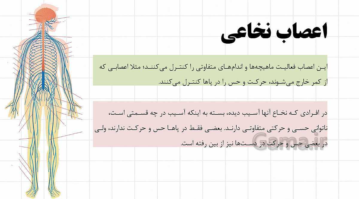 پاورپوینت آموزشی فصل 4: تنظیم عصبی | علوم هشتم- پیش نمایش