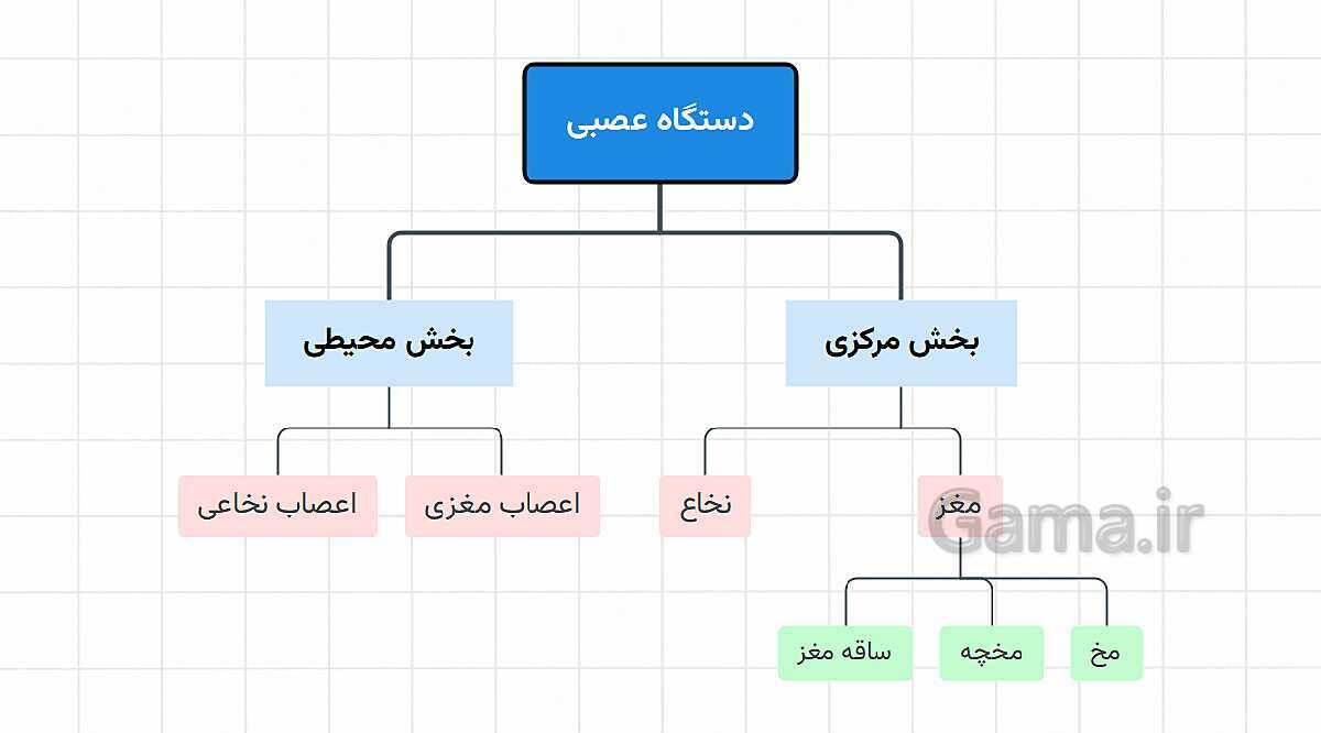 پاورپوینت آموزشی فصل 4: تنظیم عصبی | علوم هشتم- پیش نمایش