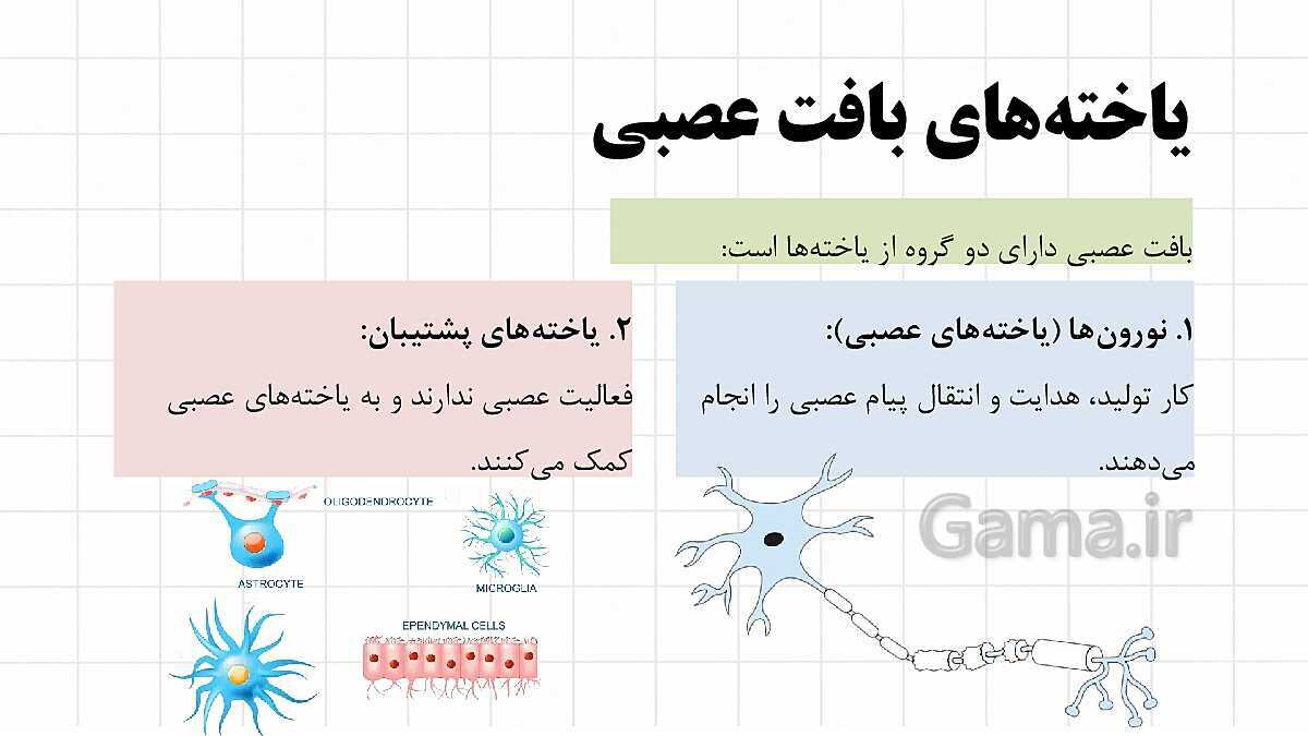 پاورپوینت آموزشی فصل 4: تنظیم عصبی | علوم هشتم- پیش نمایش