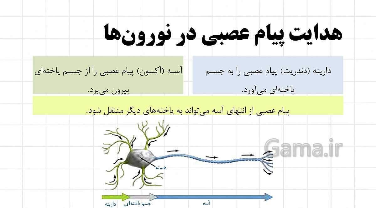 پاورپوینت آموزشی فصل 4: تنظیم عصبی | علوم هشتم- پیش نمایش