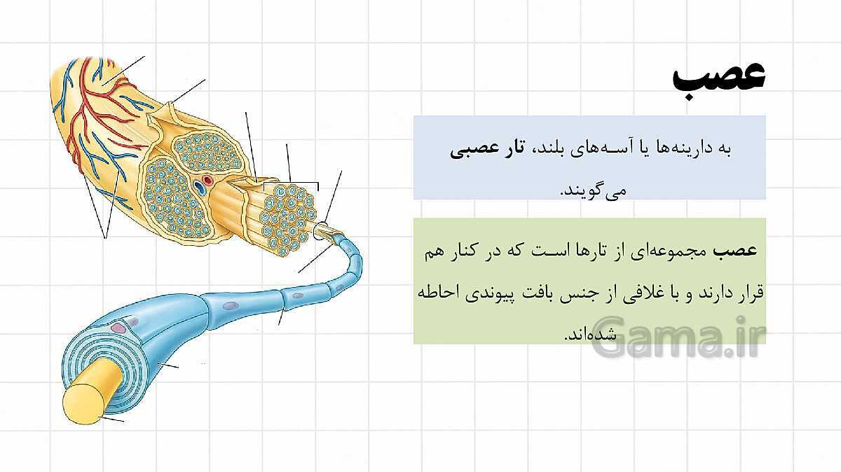 پاورپوینت آموزشی فصل 4: تنظیم عصبی | علوم هشتم- پیش نمایش