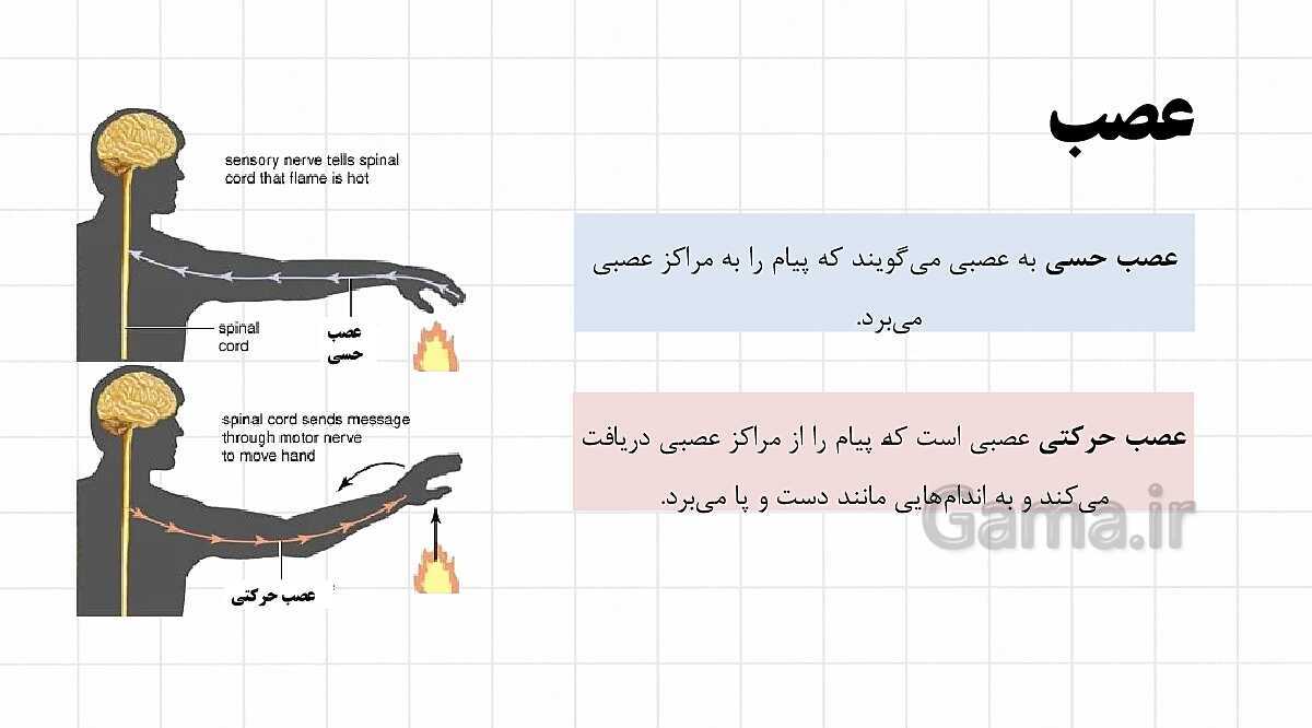 پاورپوینت آموزشی فصل 4: تنظیم عصبی | علوم هشتم- پیش نمایش