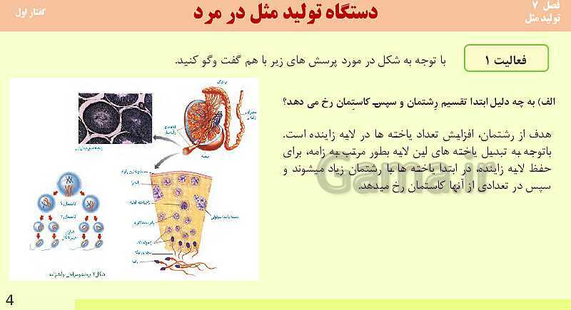 پاورپوینت فصل 7-گفتار اول: دستگاه تولید مثل در مرد | آموزش کتاب محور علوم تجربی یازدهم- پیش نمایش