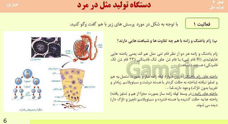 پاورپوینت فصل 7-گفتار اول: دستگاه تولید مثل در مرد | آموزش کتاب محور علوم تجربی یازدهم- پیش نمایش