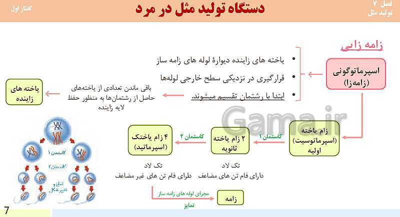 پاورپوینت فصل 7-گفتار اول: دستگاه تولید مثل در مرد | آموزش کتاب محور علوم تجربی یازدهم- پیش نمایش