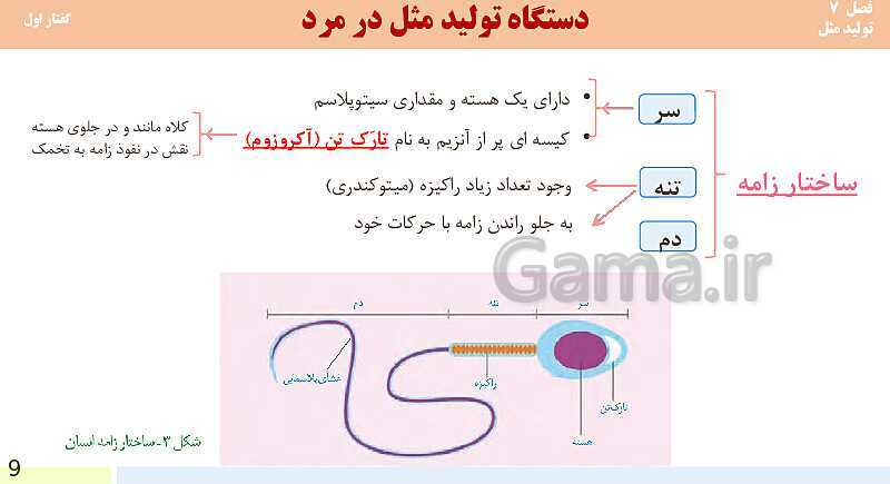 پاورپوینت فصل 7-گفتار اول: دستگاه تولید مثل در مرد | آموزش کتاب محور علوم تجربی یازدهم- پیش نمایش