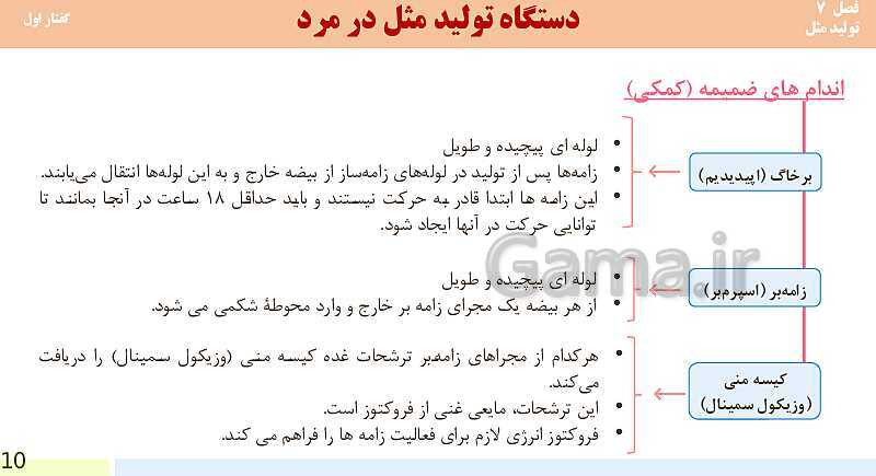 پاورپوینت فصل 7-گفتار اول: دستگاه تولید مثل در مرد | آموزش کتاب محور علوم تجربی یازدهم- پیش نمایش