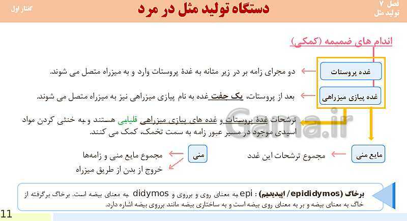 پاورپوینت فصل 7-گفتار اول: دستگاه تولید مثل در مرد | آموزش کتاب محور علوم تجربی یازدهم- پیش نمایش