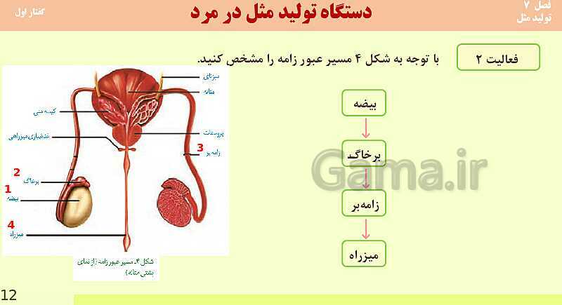 پاورپوینت فصل 7-گفتار اول: دستگاه تولید مثل در مرد | آموزش کتاب محور علوم تجربی یازدهم- پیش نمایش