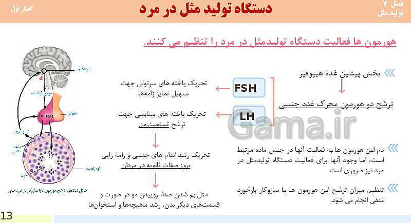 پاورپوینت فصل 7-گفتار اول: دستگاه تولید مثل در مرد | آموزش کتاب محور علوم تجربی یازدهم- پیش نمایش