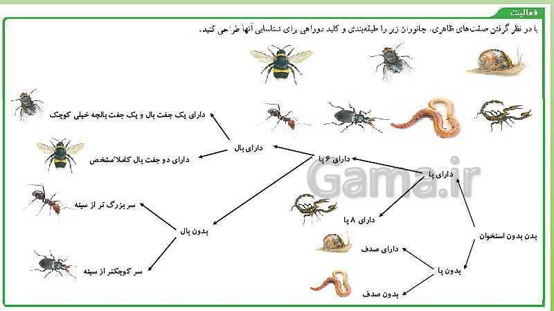 پاورپوینت تدریس فصل 11 علوم نهم (گوناگونی جانداران)- پیش نمایش