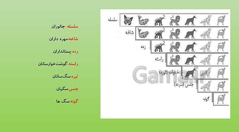 پاورپوینت تدریس فصل 11 علوم نهم (گوناگونی جانداران)- پیش نمایش