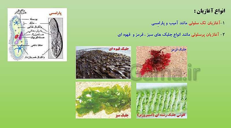 پاورپوینت تدریس فصل 11 علوم نهم (گوناگونی جانداران)- پیش نمایش