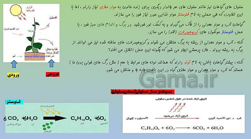 پاورپوینت تدریس فصل 12 علوم نهم (دنیای گیاهان)- پیش نمایش