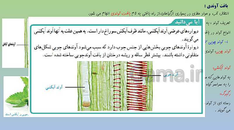 پاورپوینت تدریس فصل 12 علوم نهم (دنیای گیاهان)- پیش نمایش