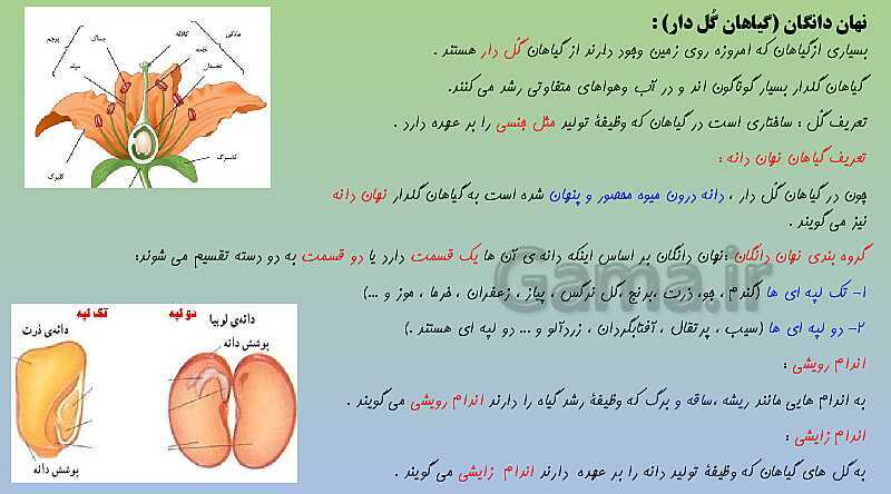 پاورپوینت تدریس فصل 12 علوم نهم (دنیای گیاهان)- پیش نمایش