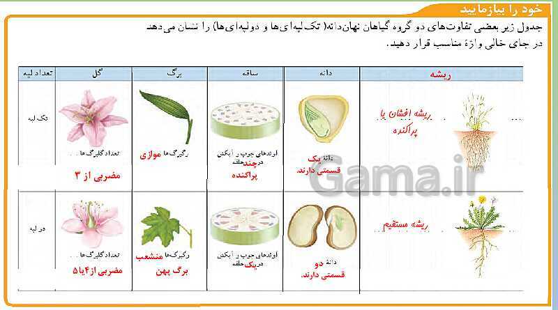 پاورپوینت تدریس فصل 12 علوم نهم (دنیای گیاهان)- پیش نمایش