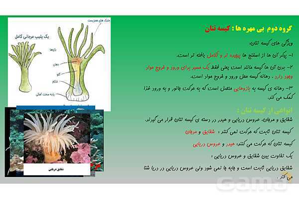 پاورپوینت تدریس فصل 13 علوم نهم (جانوران بی مهره)- پیش نمایش