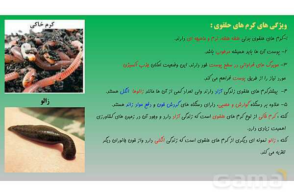 پاورپوینت تدریس فصل 13 علوم نهم (جانوران بی مهره)- پیش نمایش