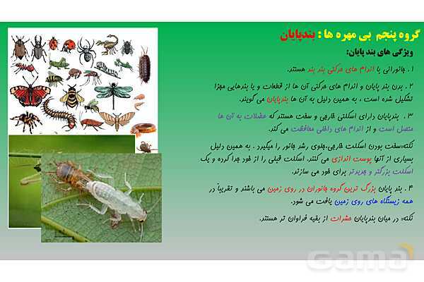 پاورپوینت تدریس فصل 13 علوم نهم (جانوران بی مهره)- پیش نمایش
