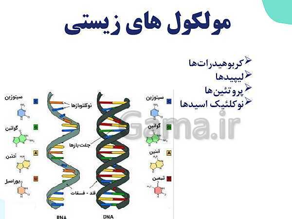 پاورپوینت گفتار 2 فصل 1 زیست دهم: گستره حیات- پیش نمایش