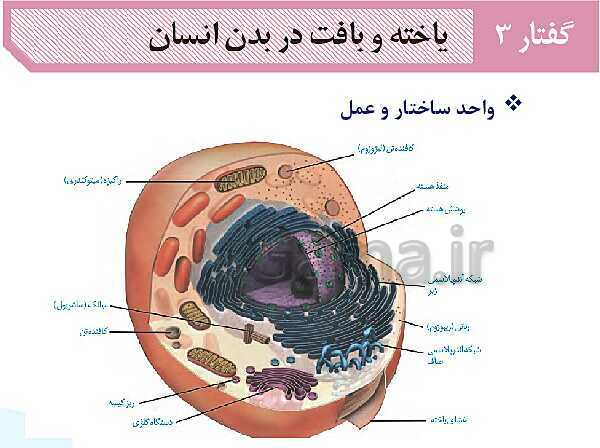 پاورپوینت گفتار 3 فصل 1 زیست دهم: یاخته و بافت در بدن انسان- پیش نمایش