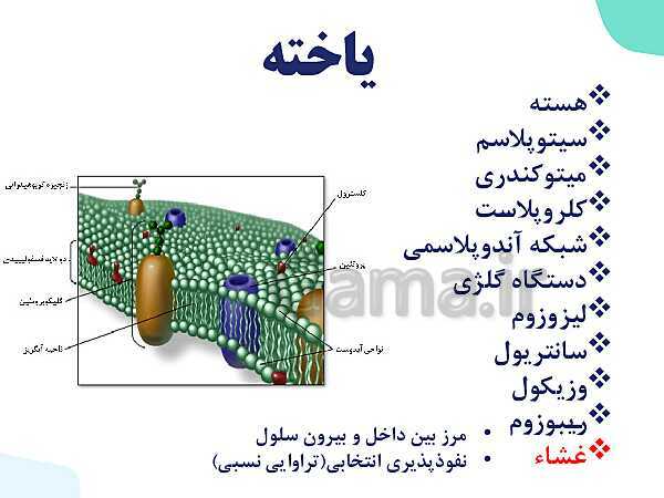 پاورپوینت گفتار 3 فصل 1 زیست دهم: یاخته و بافت در بدن انسان- پیش نمایش