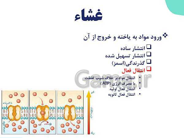 پاورپوینت گفتار 3 فصل 1 زیست دهم: یاخته و بافت در بدن انسان- پیش نمایش