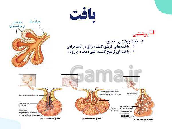 پاورپوینت گفتار 3 فصل 1 زیست دهم: یاخته و بافت در بدن انسان- پیش نمایش