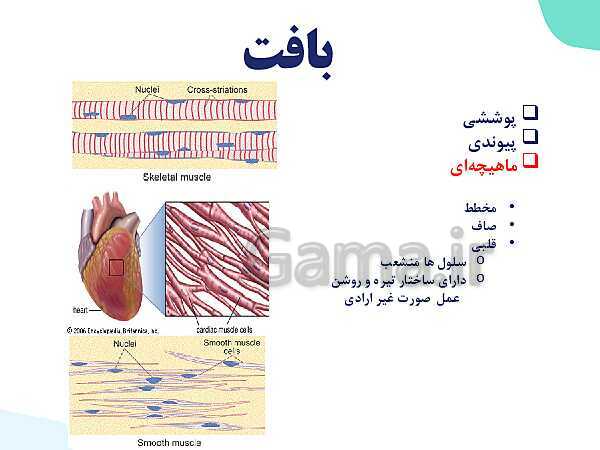 پاورپوینت گفتار 3 فصل 1 زیست دهم: یاخته و بافت در بدن انسان- پیش نمایش