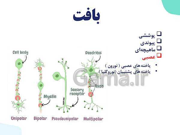 پاورپوینت گفتار 3 فصل 1 زیست دهم: یاخته و بافت در بدن انسان- پیش نمایش