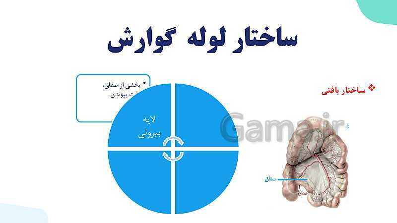 پاورپوینت گفتار 1 فصل 2 زیست دهم: ساختار و عملکرد لوله گوارش- پیش نمایش