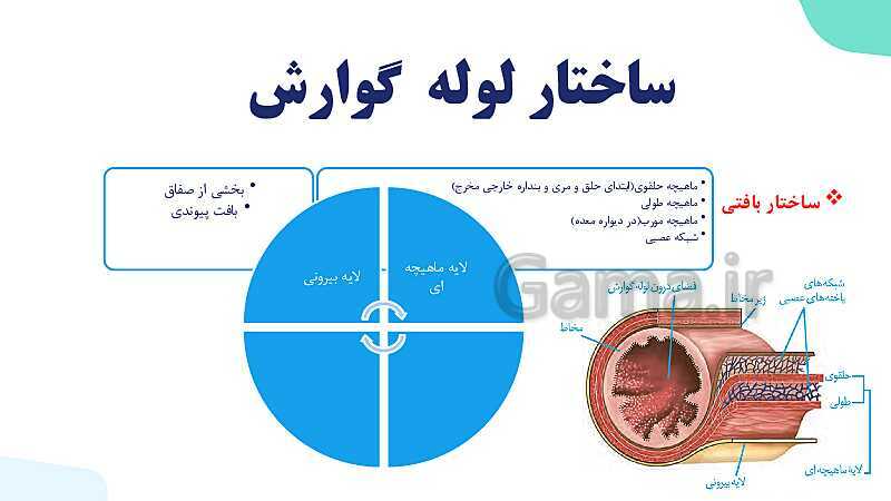 پاورپوینت گفتار 1 فصل 2 زیست دهم: ساختار و عملکرد لوله گوارش- پیش نمایش