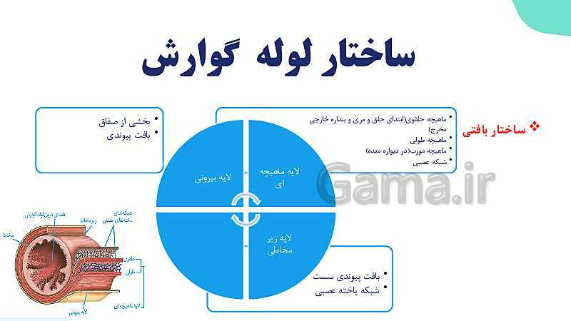 پاورپوینت گفتار 1 فصل 2 زیست دهم: ساختار و عملکرد لوله گوارش- پیش نمایش