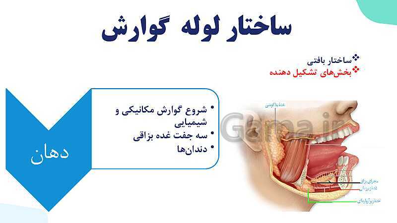 پاورپوینت گفتار 1 فصل 2 زیست دهم: ساختار و عملکرد لوله گوارش- پیش نمایش