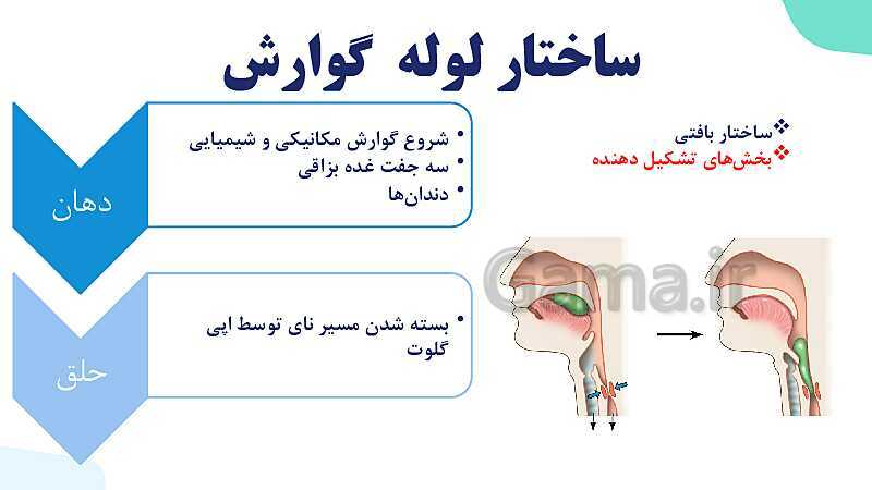 پاورپوینت گفتار 1 فصل 2 زیست دهم: ساختار و عملکرد لوله گوارش- پیش نمایش