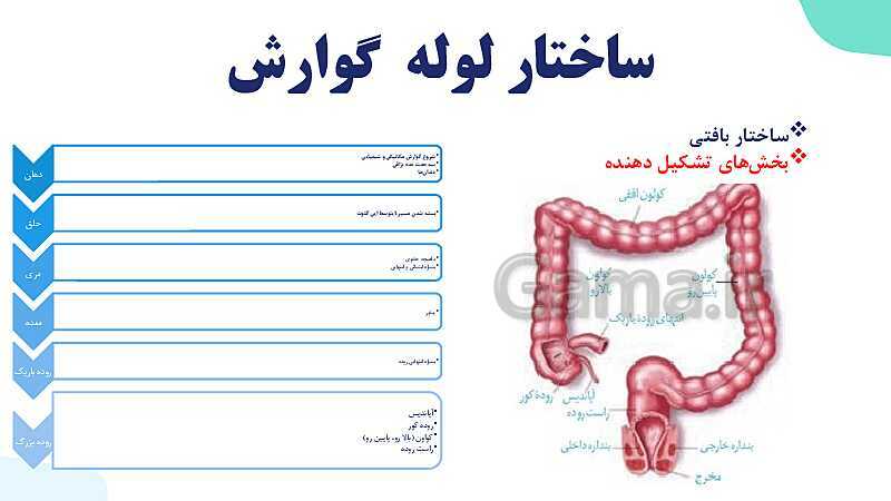 پاورپوینت گفتار 1 فصل 2 زیست دهم: ساختار و عملکرد لوله گوارش- پیش نمایش