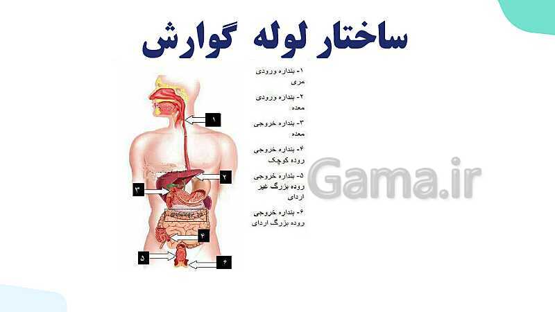 پاورپوینت گفتار 1 فصل 2 زیست دهم: ساختار و عملکرد لوله گوارش- پیش نمایش